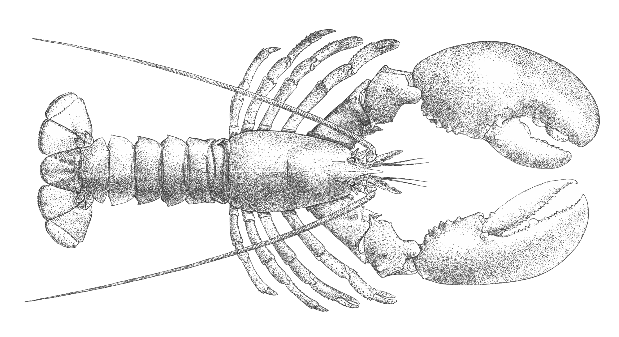 An illustrated lobster keeping watch over the registry